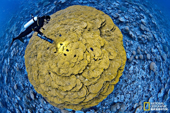 金曼礁國(guó)家紀(jì)念區(qū)，太平洋攝影：Brian Skerry，國(guó)家地理創(chuàng)意版