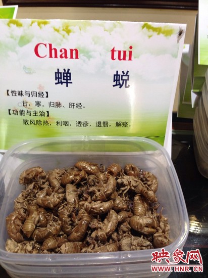 你可能沒想到，這個(gè)知了幼蟲退下的皮還是一味藥，對(duì)嗎？