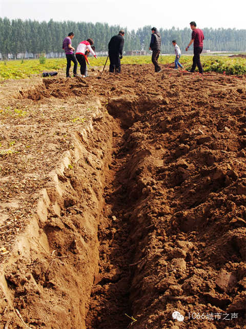 都說山藥埋得深，您還是眼見為實(shí)吧