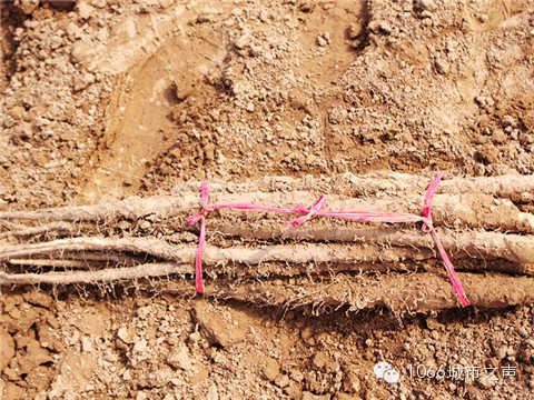 工人們挖好的山藥，整齊地躺在田地上