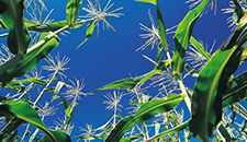 玉米割苗能增產(chǎn)20%～30%？不靠譜！