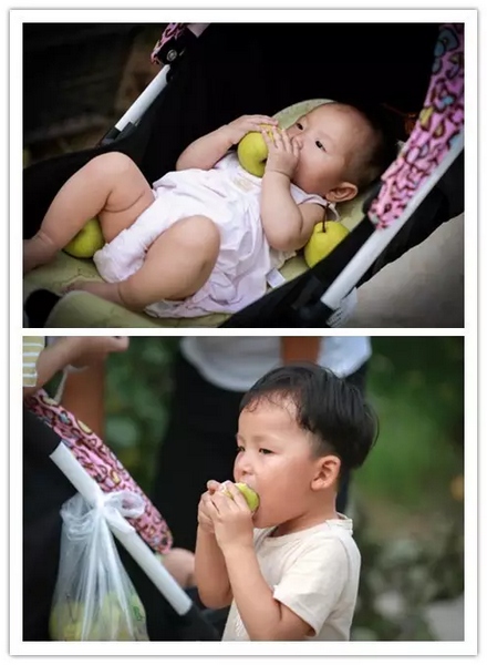 純天然無(wú)公害，新鮮采摘，直接入口！