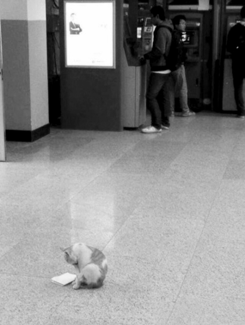 “東北大學(xué)貓讀書(shū)圖”紅網(wǎng)絡(luò) 不學(xué)習(xí)小心被貓超過(guò)