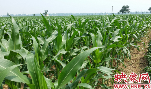種植其他品種的玉米苗枝粗葉大，郁郁蔥蔥