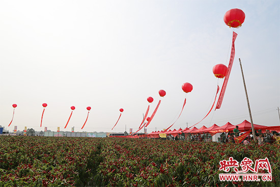 辣椒種植基地