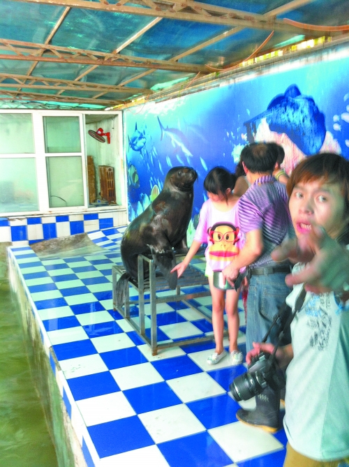 海獅館內(nèi)的攝影師警惕性很高,禁止記者拍照。