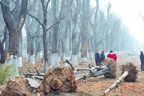老樹之殤，令人扼腕。