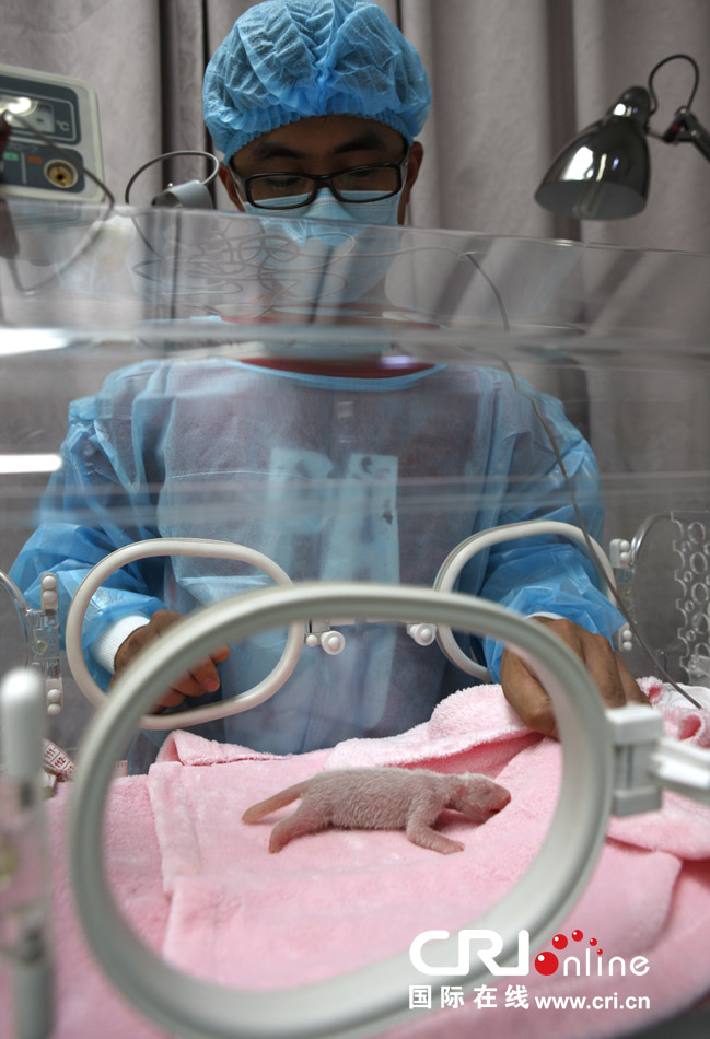 2013年7月11日，成都大熊貓繁育研究基地月亮產(chǎn)房，工作人員在照顧新生大熊貓寶寶。