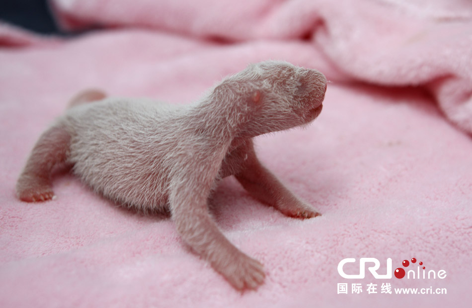 2013年7月11日，成都大熊貓繁育研究基地月亮產(chǎn)房，新生大熊貓寶寶在育嬰箱里憨態(tài)可掬。