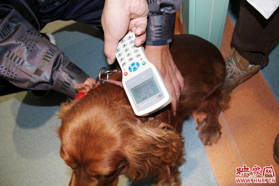 只要用儀器一掃，狗狗的信息就可以一覽無余