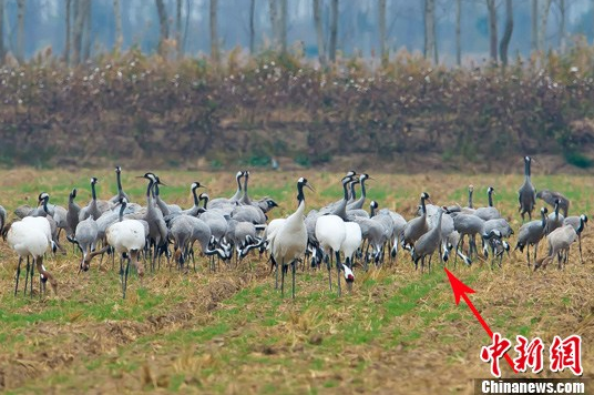 多種鶴類“集結(jié)”江蘇鹽城越冬 含罕見沙丘鶴 多種鶴類“集結(jié)”江蘇鹽城越冬 含罕見沙丘鶴