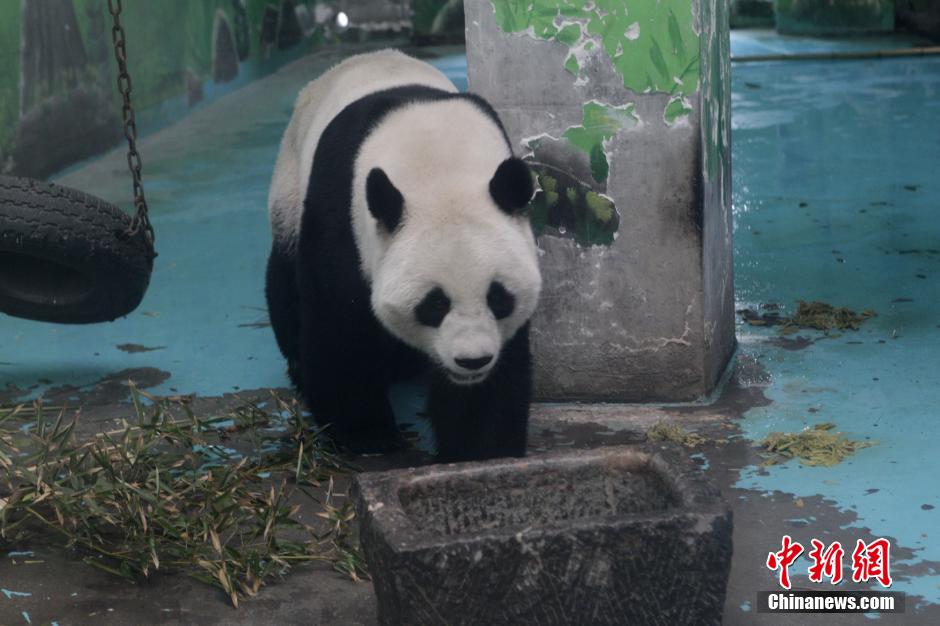 3月17日，河南鄭州動(dòng)物園內(nèi)的大熊貓“龍昇”。