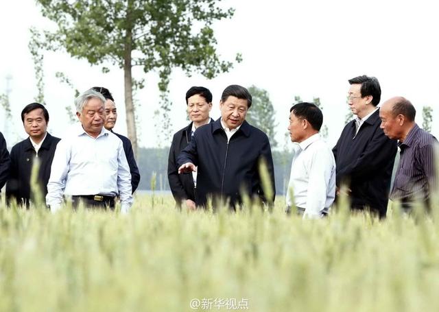 習(xí)近平走進(jìn)糧田,看麥穗灌漿,問(wèn)農(nóng)田建設(shè)。