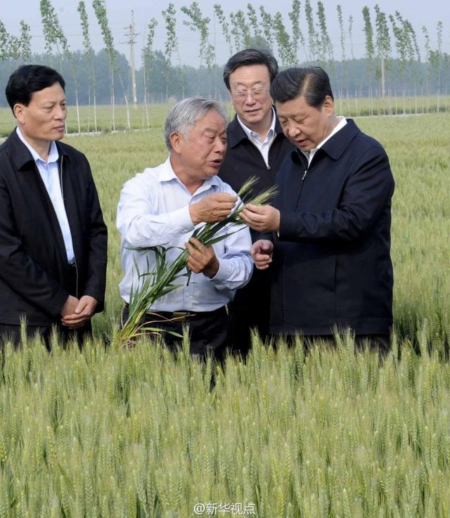 習(xí)近平走進(jìn)糧田,看麥穗灌漿,問(wèn)農(nóng)田建設(shè)。