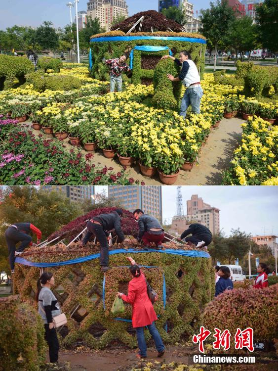 呼和浩特菊花展提前結(jié)束 數(shù)萬(wàn)盆菊花被搬空 呼和浩特菊花展提前結(jié)束 數(shù)萬(wàn)盆菊花被搬空