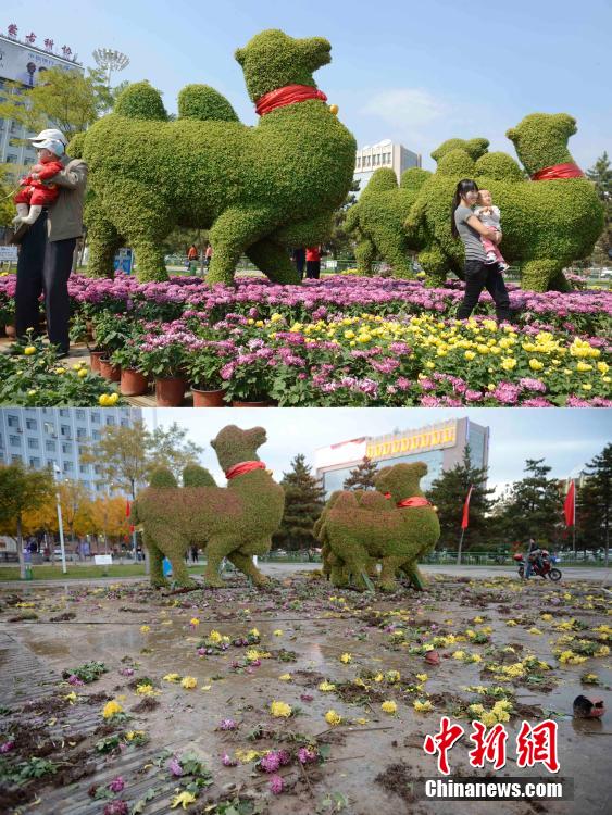 呼和浩特菊花展提前結(jié)束 數(shù)萬(wàn)盆菊花被搬空 呼和浩特菊花展提前結(jié)束 數(shù)萬(wàn)盆菊花被搬空