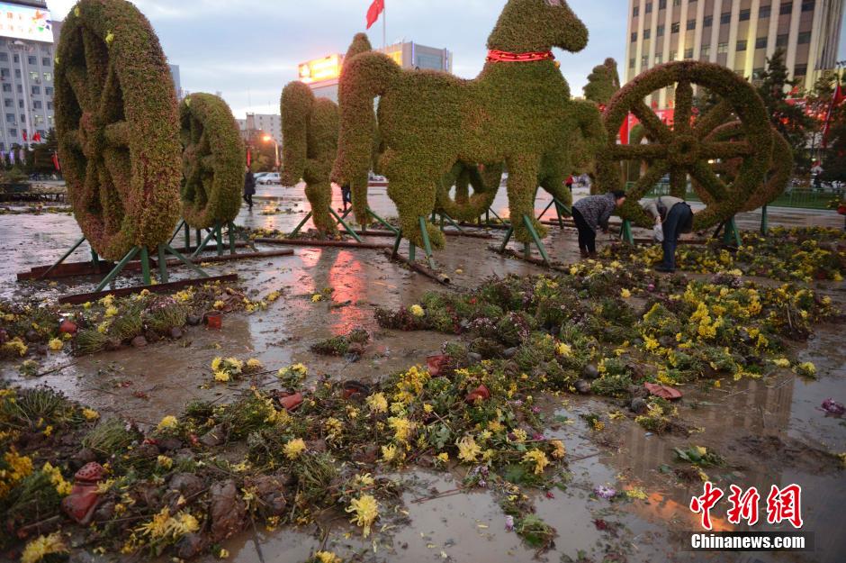 呼和浩特菊花展提前結(jié)束 數(shù)萬(wàn)盆菊花被搬空 呼和浩特菊花展提前結(jié)束 數(shù)萬(wàn)盆菊花被搬空