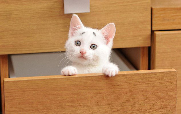 英國“焦慮貓”長“八字眉” 爆紅網(wǎng)絡 英國“焦慮貓”長“八字眉” 爆紅網(wǎng)絡