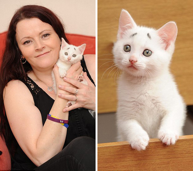 英國“焦慮貓”長“八字眉” 爆紅網(wǎng)絡 英國“焦慮貓”長“八字眉” 爆紅網(wǎng)絡