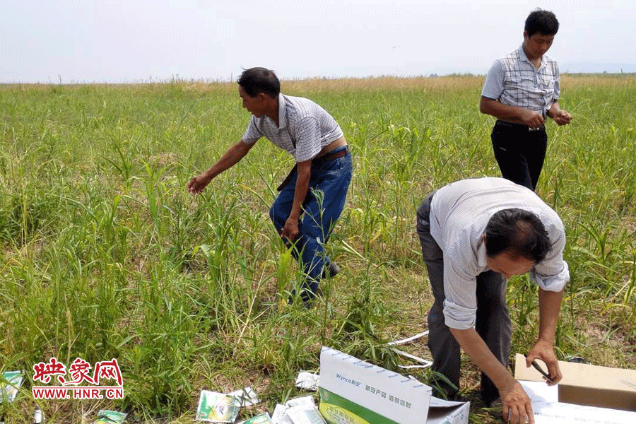 村民在撿拾散落的農(nóng)藥袋，身后是被毀的玉米。