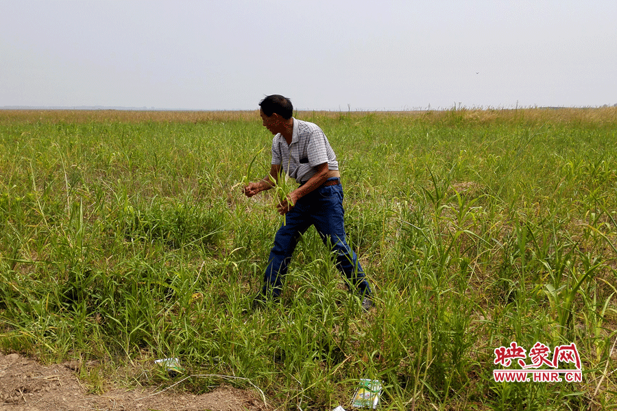 被農(nóng)藥摧毀的玉米。