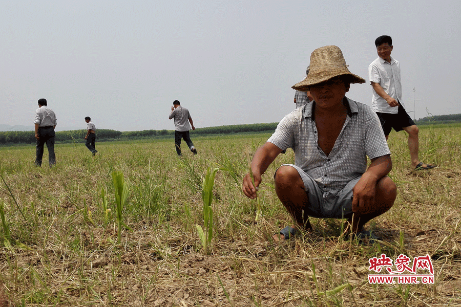 村民手捧殘留的玉米，欲哭無淚。