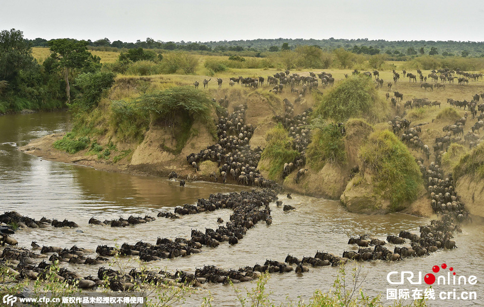 當(dāng)?shù)貢r間2015年9月4日，肯尼亞馬賽馬拉，角馬大遷徙。