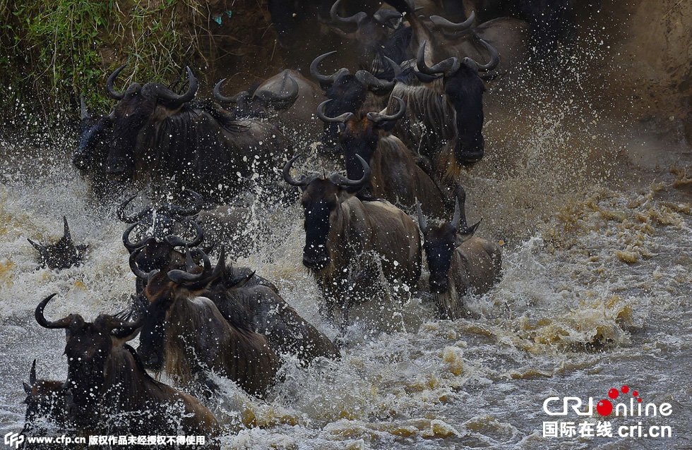 當(dāng)?shù)貢r間2015年9月4日，肯尼亞馬賽馬拉，角馬大遷徙。