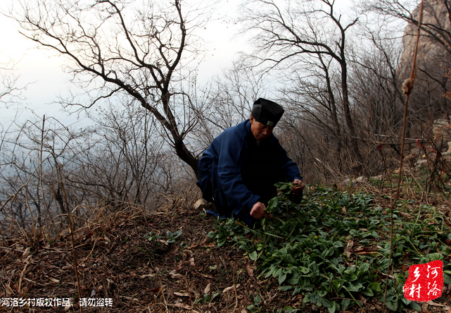 山上缺雨少水，不大的一方菜地。是他和另一個(gè)道友的菜地，老崔的蔬菜倒也擺弄的一片生機(jī)盎然。