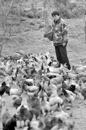 林志坤辭職后在溧水一座山頭開(kāi)了一片地，每天種菜、喂雞 現(xiàn)代快報(bào)記者 施向輝 攝
