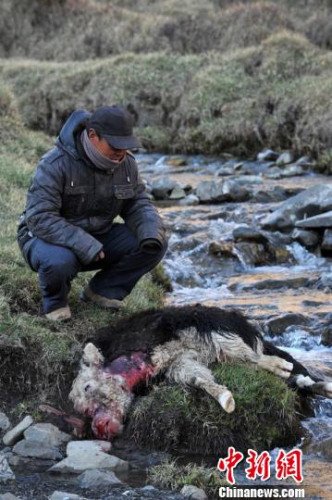 　今年，他家已經(jīng)有3只羊被狼咬死。確·胡熱攝