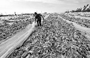 12日，工人在海南省樂東縣佛羅鎮(zhèn)清理被臺風刮爛的哈密瓜薄膜架子。 新華社發(fā)