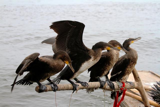華北地下水超采嚴(yán)重 形成世界上最大“漏斗區(qū)” 華北地下水超采嚴(yán)重 形成世界上最大“漏斗區(qū)”