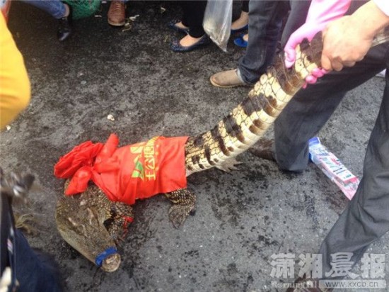 車上的鱷魚爬上路面。記者 向帥