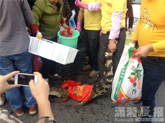 鱷魚被車主抓到。