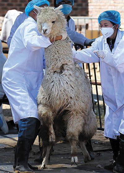 好強壯！我真的不是虛胖，兩三個人別想控制我。