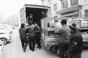 　　■返還追回的被搶綿羊。 本報記者董世杰攝