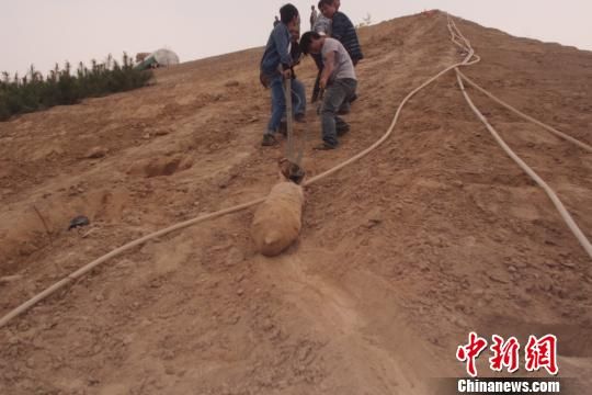 　4月27日上午，當(dāng)?shù)卮迕裨诠系販洗逡痪G化處挖出一枚長1米，重200斤的炸彈，5月10日，這枚炸彈已