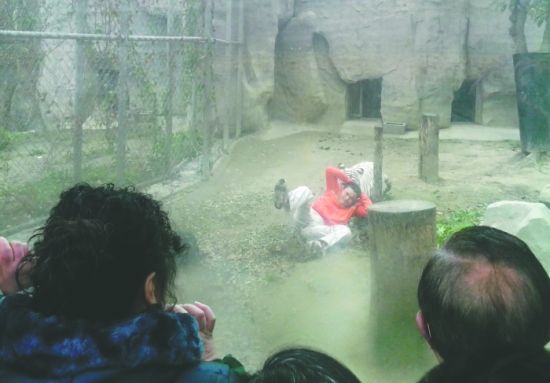昨日，成都動(dòng)物園，男子進(jìn)入白虎活動(dòng)區(qū)后被白虎拖行。動(dòng)物園出動(dòng)50多人成功營(yíng)救下他