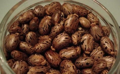 蓖麻子中含蓖麻毒蛋白及蓖麻堿，特別是前者，會(huì)引起中毒。網(wǎng)絡(luò)截圖