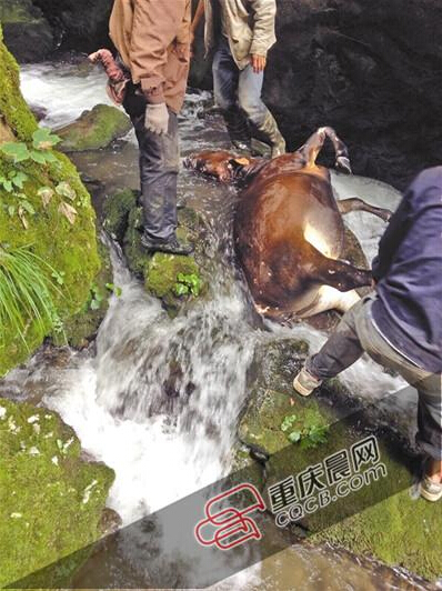 黃牛掉到懸崖下的小溪中。