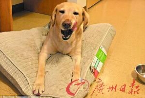 機智的導盲犬尤蘭達。