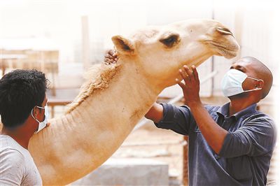 5月12日，印度工人在沙特利雅得外的一家農(nóng)場(chǎng)與駱駝接觸時(shí)戴著口罩