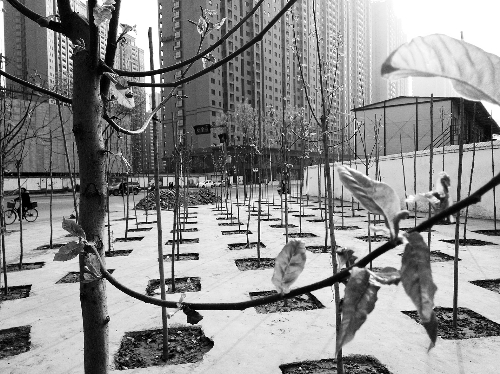 英協(xié)路沈莊北街路口空地上，城管雇人種的100多棵樹(shù)已經(jīng)長(zhǎng)出了嫩芽