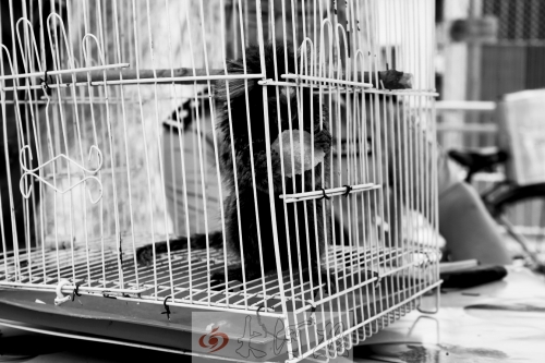 “別看俺個子小，中國很稀少！”