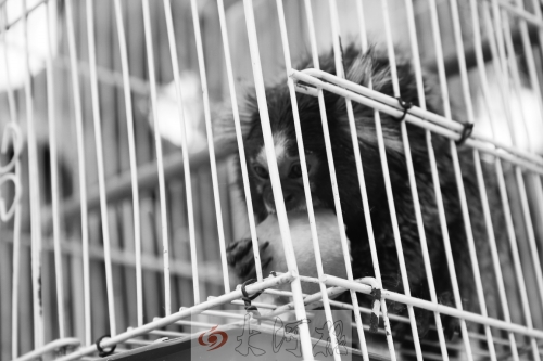 “不要盯著俺看，俺害羞……”（設計臺詞）