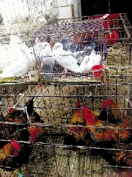 銷量大不如前，近期可能漲價(jià)