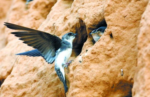 　曾經(jīng)，那些在工地上的巢穴待哺的小沙燕