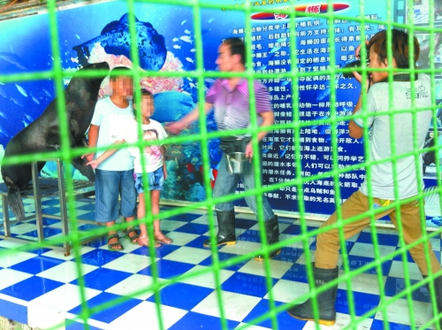 海獅就這樣被飼養(yǎng)員和攝影師擺弄，稍不聽(tīng)話就會(huì)遭到毒打。