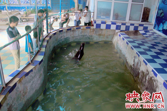 圖為游客在護欄網(wǎng)外面，觀看海獅的表演。